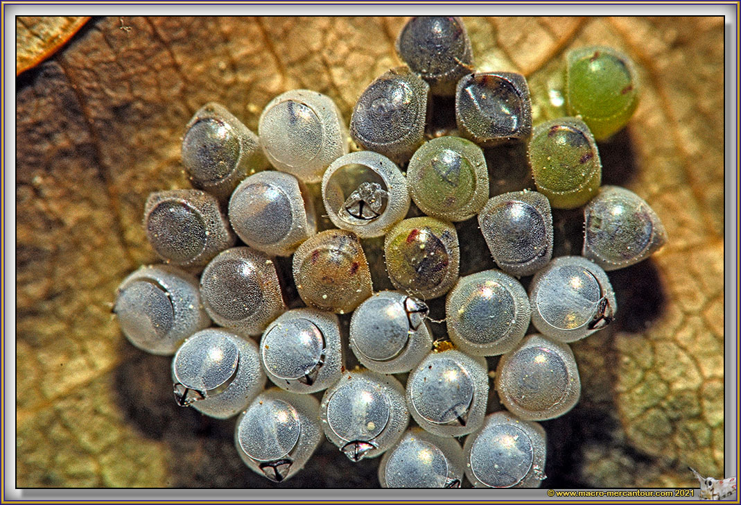 Oeufs d'Insectes